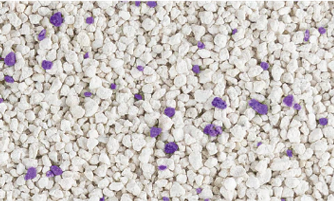 Van Cat Lavanda 10K