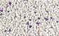 Van Cat Lavanda 10K - Miniatura 2
