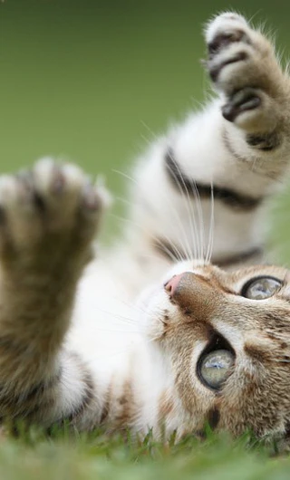 Gato
