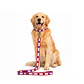 Collar Correa Chile Talla M (Canjea hasta 4000 PB)  - Miniatura 1
