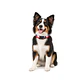 Correa Collar Chile Talla S (Canjea hasta 4000 PB)  - Miniatura 4