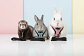 Arnes Huron Conejo L  - Miniatura 2
