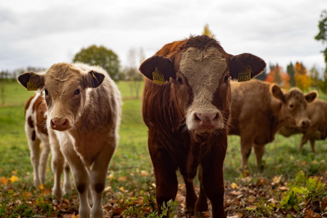 ¿Sabías que estudio reciente reveló microplásticos en sangre y carne de animales de granja?