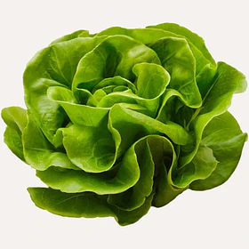 Lechuga Española