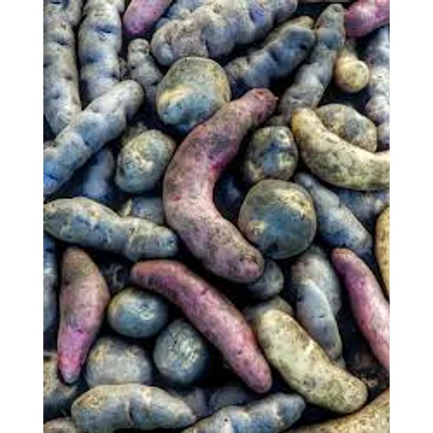 PAPA NATIVA MORADA