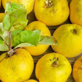 MEMBRILLO KG