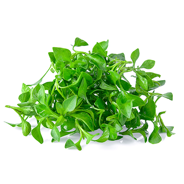 BERRO HIDROPONICO 500GRS