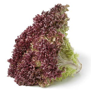 LECHUGA HIDROPONICA MORADA UNIDAD