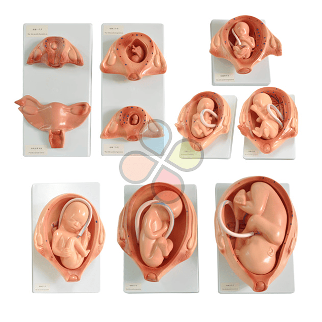 Gestación Fetal Tamaño Natural - 10 Partes