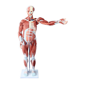Musculatura 80 Cm (cuerpo completo)