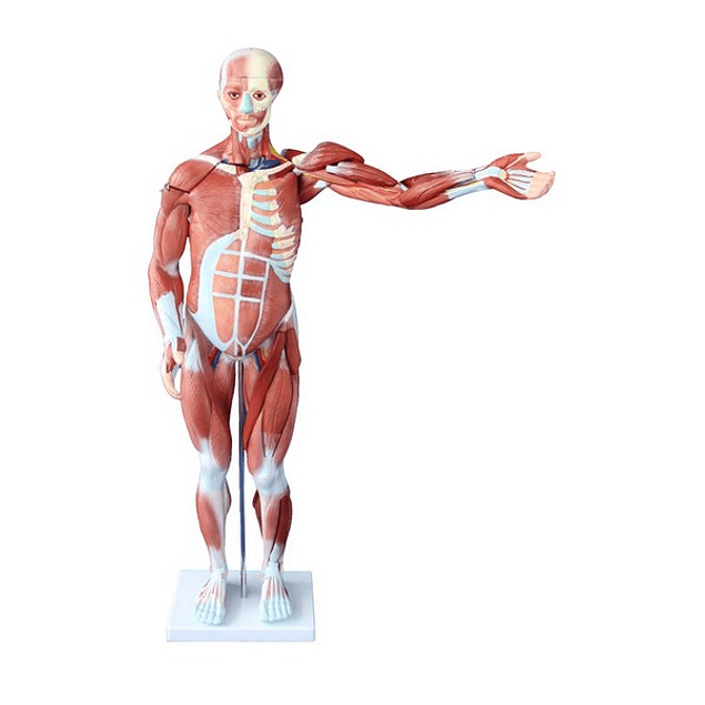 Musculatura 80 Cm (cuerpo completo)