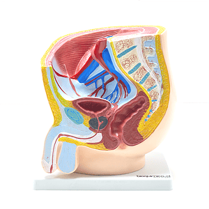 Modelo Anatómico de Pelvis Masculina