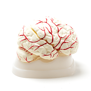 Cerebro Humano Desmontable con Arterias (8 Partes)
