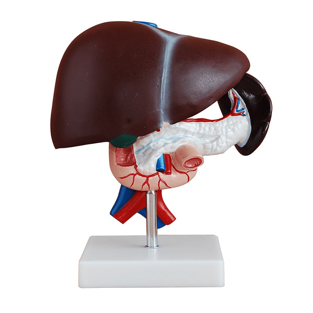 Modelo Anatómico de Hígado, Páncreas y Duodeno