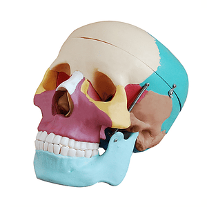 Modelo Anatómico de Cráneo Tamaño Real con Huesos Coloreados (3 Partes)