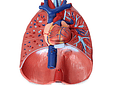 Modelo Anatómico de Laringe, Corazón y Pulmón (7 Partes)