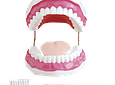 Modelo Anatómico de Dentadura y Lengua con Cepillo - 28 dientes
