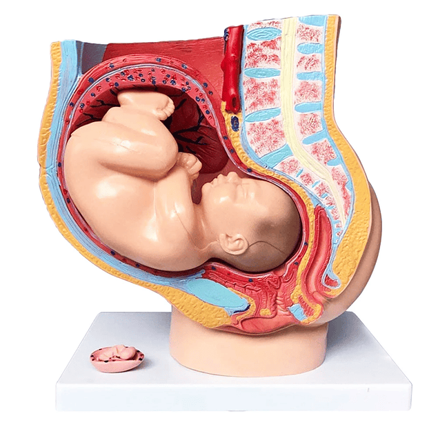 Modelo de Pelvis Femenina con 3 y 9 Meses de Embarazo