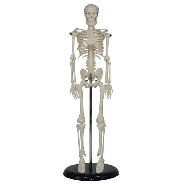 Esqueleto Humano con Soporte - 45 cm