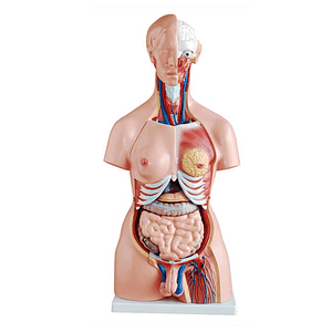 Modelo Anatómico de Torso Humano Unisex