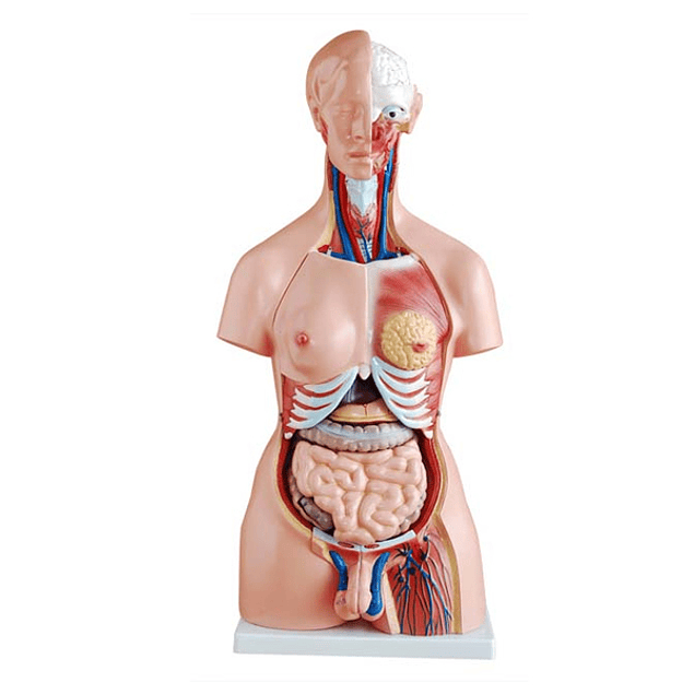Modelo Anatómico de Torso Humano Unisex