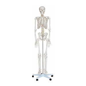 Esqueleto Humano con Soporte (1,8 m)