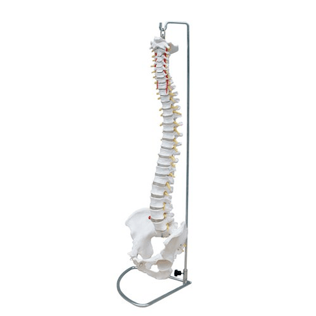 Modelo Anatómico de Columna Vertebral Tamaño Natural con Pelvis