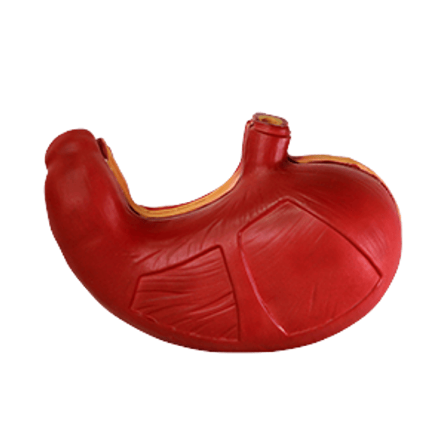 Modelo Anatómico de Estómago
