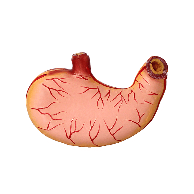 Modelo Anatómico de Estómago