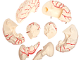 Cerebro Humano Desmontable con Arterias (8 Partes)