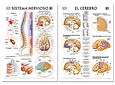 Rotafolio de 14 Laminas de 50 X 70 Cm - Anatomia 2