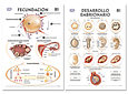 Rotafolio de 14 Laminas de 50 X 70 Cm - Anatomia 2