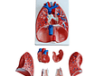 Modelo Anatómico de Laringe, Corazón y Pulmón (7 Partes)