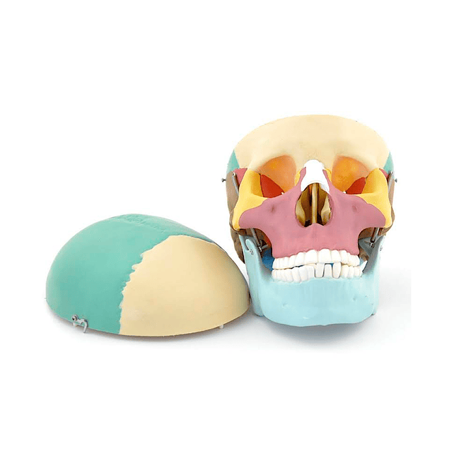 Modelo Anatómico de Cráneo Tamaño Real con Huesos Coloreados (3 Partes)