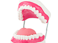Modelo Anatómico de Dentadura y Lengua con Cepillo - 28 dientes