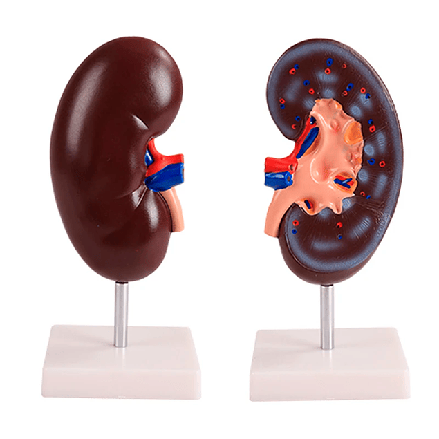 Modelo anatómico de riñón en 2 partes