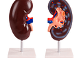 Modelo anatómico de riñón en 2 partes