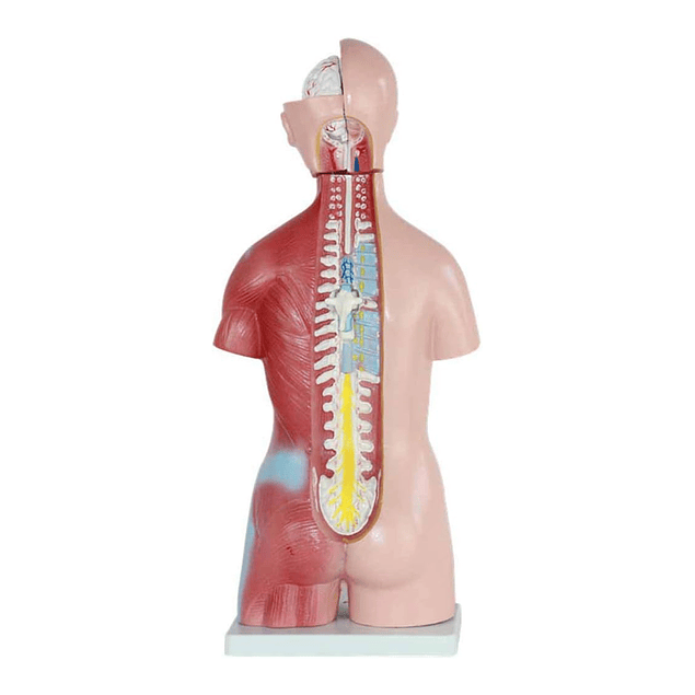 Modelo Anatómico de Torso Humano Unisex - 45 cm