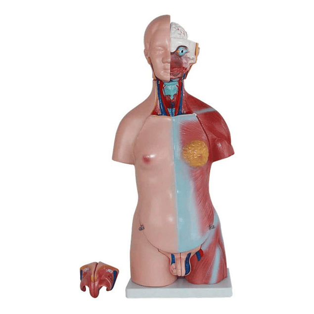 Modelo Anatómico de Torso Humano Unisex - 45 cm