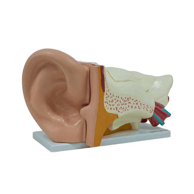 Oído Humano Gigante (6 Partes)