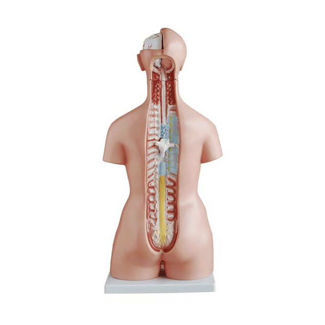 Modelo Anatómico de Torso Humano Unisex - 85 cm
