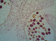 Preparaciones Histológicas Biología I (25 prep)