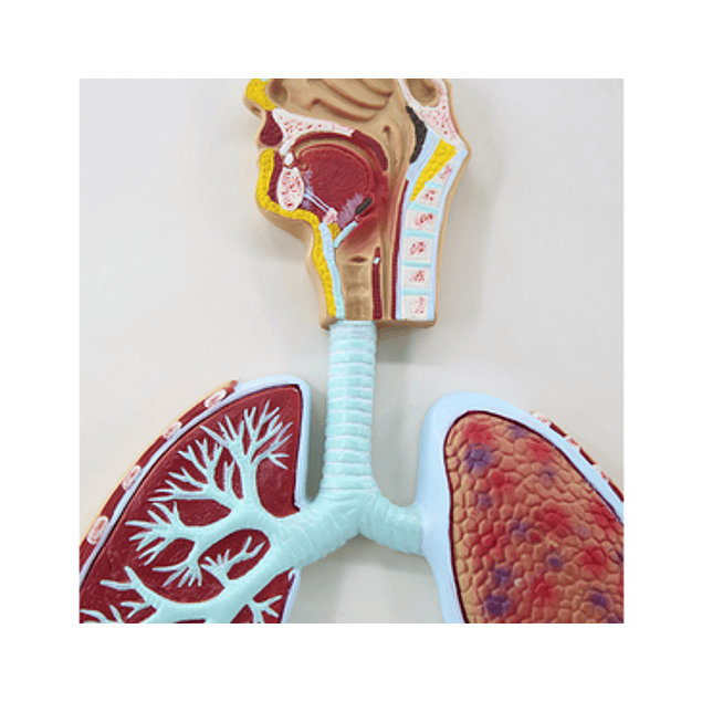 Modelo del Sistema Respiratorio y Alveolos Pulmonares