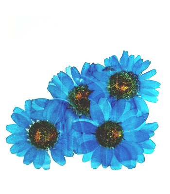 Flor seca azul