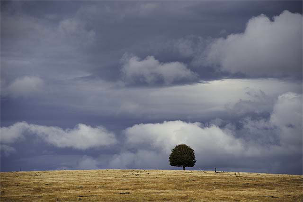 Árbol solitario