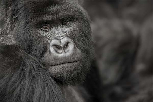 Gorila de montaña Rwanda