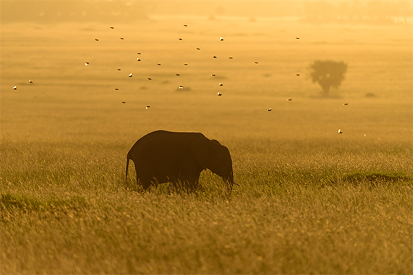 Atardecer en Kenya II