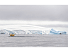 Grandes en Antártica