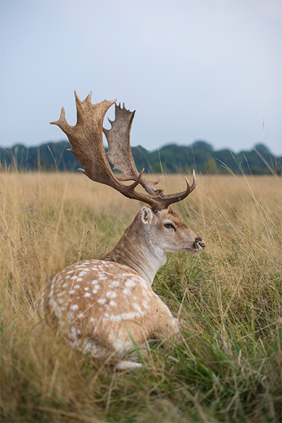 Richmond Park, Londres