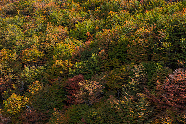 Otoño en Aysén